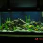 75 gallons freshwater fish tank (mostly fish and non-living decorations) - 75 Gallon African Tank - Plastic Plants - Lace and River Rock - Who Needs TV When You Have One of These - Talk About a Big Screen!!!