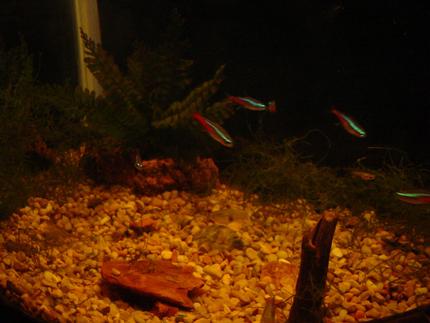 freshwater fish - paracheirodon axelrodi - cardinal tetra stocking in 50 gallons tank - The neon tetras