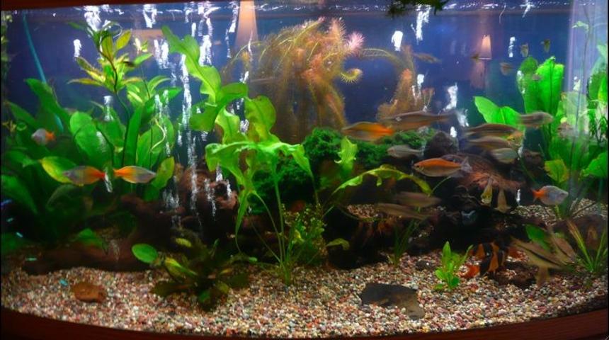 Rated #155: 75 Gallons Planted Tank - My prize and joy, a bit over crowded, but everyone is moving to a 180/200 gallon soon!