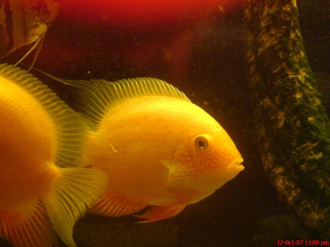 freshwater fish - heros serverus - gold severum stocking in 150 gallons tank - A male golden severum (about 17cm) with the females rear end on the left. the bite marks on the wood on the right are from the Uaru.