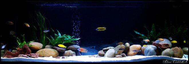 180 gallons freshwater fish tank (mostly fish and non-living decorations) - This is my 165g Hap/Peacock tank. With 1 x Aulonocara "German Red" 6"
2 x Aulonocara sp. "Stuartgranti Maleri" 
1 x Aulonocara jacobfreibergi "Eureka Red" 
1 x Aulonocara (Blue - unknown what specie) 
2 x Aulonocara "Fire Fish" 
1 x Aulonocara rubescens "Albino" 
1 x Aulonocara jacobfreibergi 
1 x Aulonocara koningsi 
1 x Aulonocara Stuartgranti "Monkey Bay" 
1 x Aulonocara Unknown 
2 x Cyrtocara moori 
2 x Nimbochromis Venustus 
2 x Protomelas Taeniolatus "Red Empress" 
3 x Sciaenochromis fryeri 
4 x Labidochromis caeruleus 
1 x Large Upside Down Catfish 
1 x Fully grown Bristlenose Catfish 
2 x Small Sucking Catfish