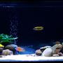 180 gallons freshwater fish tank (mostly fish and non-living decorations) - This is my 165g Hap/Peacock tank. With 1 x Aulonocara "German Red" 6" 2 x Aulonocara sp. "Stuartgranti Maleri" 1 x Aulonocara jacobfreibergi "Eureka Red" 1 x Aulonocara (Blue - unknown what specie) 2 x Aulonocara "Fire Fish" 1 x Aulonocara rubescens "Albino" 1 x Aulonocara jacobfreibergi 1 x Aulonocara koningsi 1 x Aulonocara Stuartgranti "Monkey Bay" 1 x Aulonocara Unknown 2 x Cyrtocara moori 2 x Nimbochromis Venustus 2 x Protomelas Taeniolatus "Red Empress" 3 x Sciaenochromis fryeri 4 x Labidochromis caeruleus 1 x Large Upside Down Catfish 1 x Fully grown Bristlenose Catfish 2 x Small Sucking Catfish