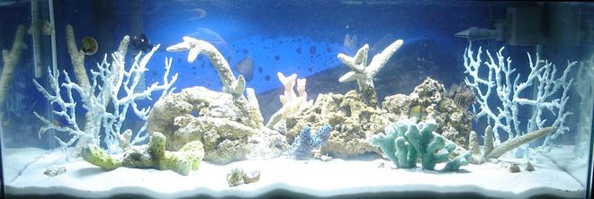 20 gallons reef tank (mostly live coral and fish) - 20 Gallon long Fish only with live rock