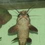 freshwater fish - auchenoglanis occidentalis - giraffe nosed catfish stocking in 110 gallons tank - 18in giraffe catfish lookin for some food