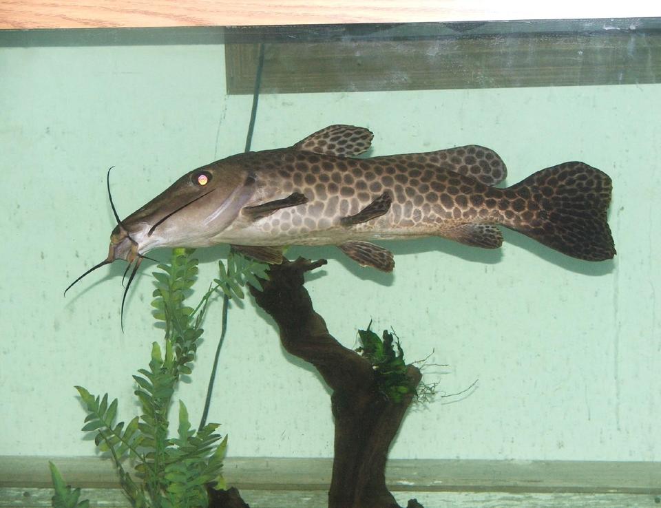 freshwater fish - auchenoglanis occidentalis - giraffe nosed catfish stocking in 110 gallons tank - 18in Giraffe Catfish
