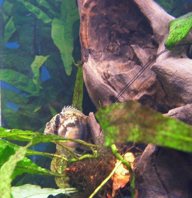 freshwater fish - cleithracara maronii - keyhole cichlid stocking in 55 gallons tank - Keyhole cichlid hididng