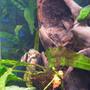 freshwater fish - cleithracara maronii - keyhole cichlid stocking in 55 gallons tank - Keyhole cichlid hididng