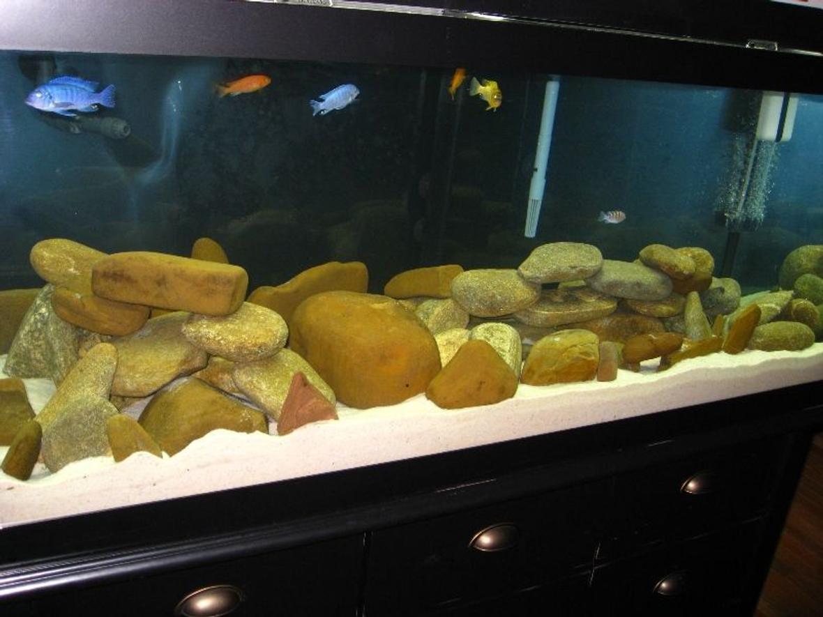 75 gallons freshwater fish tank (mostly fish and non-living decorations) - Malawi Mbuna 75 gallon tank