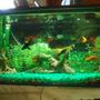30 gallons freshwater fish tank (mostly fish and non-living decorations) - 30x12x18 three in one filteration system colored gravel ornaments