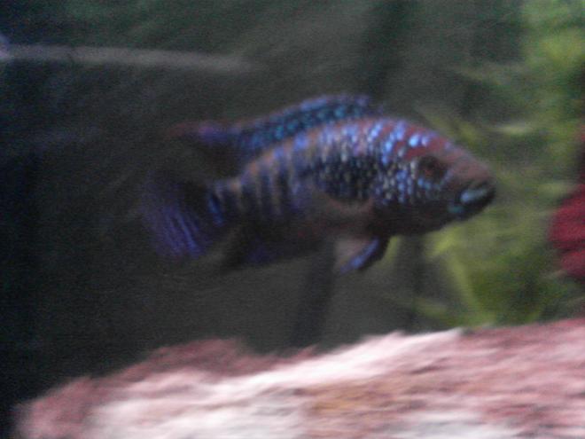 freshwater fish - nandopsis octofasciatum - jack dempsey stocking in 90 gallons tank - His name is Shep.  He is the most peaceful Jack Dempsey there is.