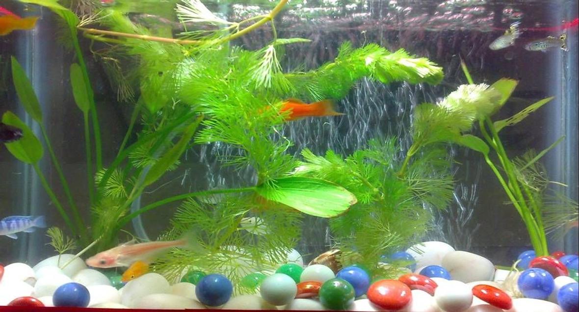 10 gallons freshwater fish tank (mostly fish and non-living decorations) - I have kept my tank natural decorated with live plants. Hope you guys like it!