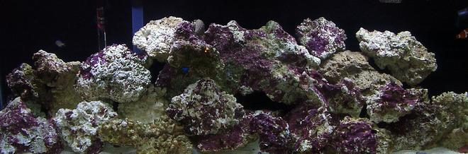 55 gallons reef tank (mostly live coral and fish) - Our new tank