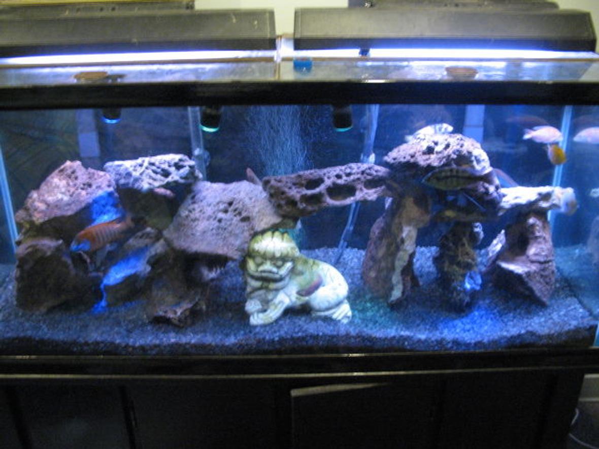 75 gallons freshwater fish tank (mostly fish and non-living decorations) - Mixed African Cichlid(lake malowi)