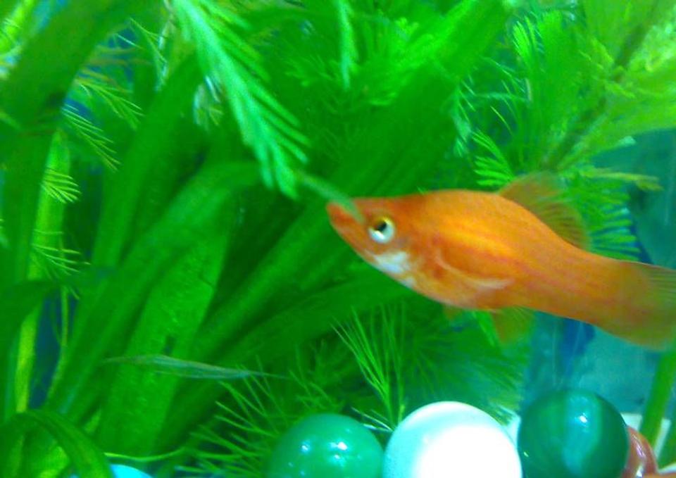 freshwater fish - poecilia latipinna - golden sailfin molly stocking in 10 gallons tank - Red Sword