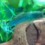 freshwater fish - poecilia reticulata - green cobra guppy stocking in 10 gallons tank - Guppy
