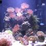 34 gallons reef tank (mostly live coral and fish) - Full aquarium view - 06/17/2008 34 gallon 20x20x20 cube - Solana, made by Current-USA, 150watt metal halide lighting.