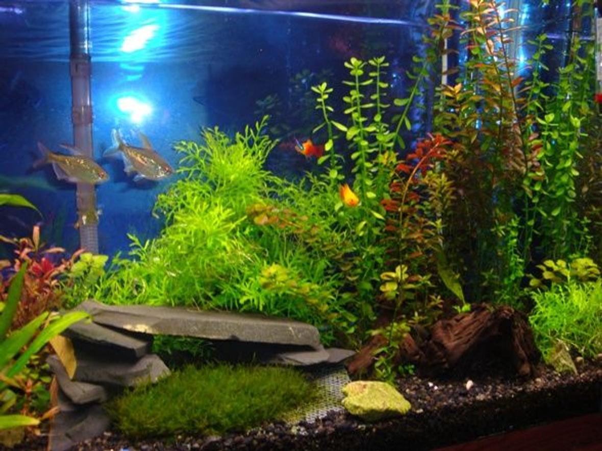 55 gallons freshwater fish tank (mostly fish and non-living decorations) - Here is a closer look at our current setup. The plastic mesh contraption in front of the cave worked out great and the moss is beautiful.