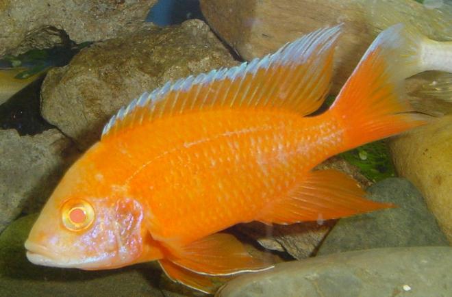 freshwater fish - aulonocara sp. - strawberry peacock cichlid stocking in 75 gallons tank - Males Strawberry Peacock