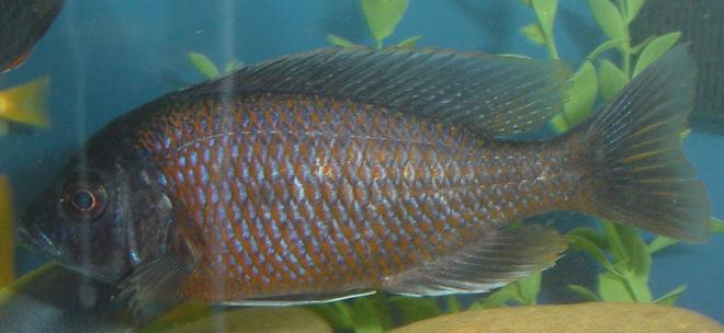 freshwater fish - copadichromis borleyi - yellowfin borleyi cichlid stocking in 75 gallons tank - Yellow Fin Borleyi - Male