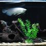 220 gallons freshwater fish tank (mostly fish and non-living decorations) - Arowana and friends