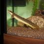 fish tank picture - cuvier Bichir