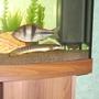 fish tank picture - spanner barb + bichir