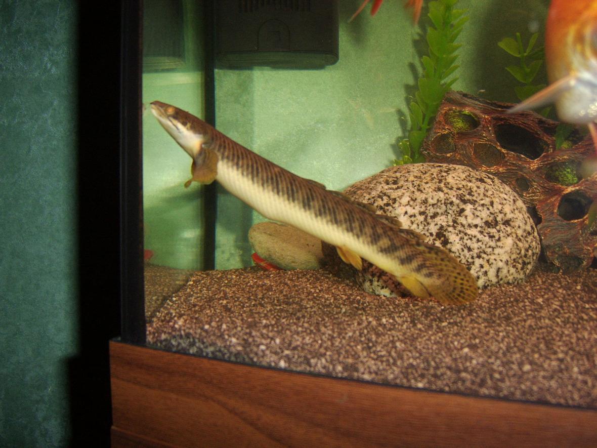 freshwater fish - polypterus senegalus - cuvier bichir stocking in 180 gallons tank - cuvier Bichir