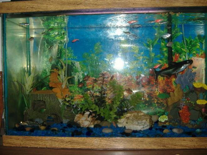 30 gallons freshwater fish tank (mostly fish and non-living decorations) - 30 gallon with shark, catfish, angels, danios, silver dollar, tetras, and an eel.