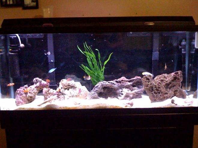 55 gallons saltwater fish tank (mostly fish, little/no live coral) - Most recent picture of my tank. Higher-Res Image to come!