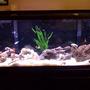 55 gallons saltwater fish tank (mostly fish, little/no live coral) - Most recent picture of my tank. Higher-Res Image to come!