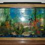 30 gallons freshwater fish tank (mostly fish and non-living decorations) - 30 gallon tank
