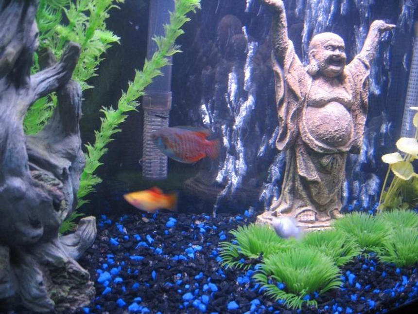 Rated #3540: 55 Gallons Freshwater Fish Tank - close up of buddha statue