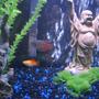 55 gallons freshwater fish tank (mostly fish and non-living decorations) - close up of buddha statue