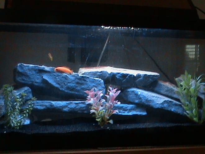 29 gallons freshwater fish tank (mostly fish and non-living decorations) - New Chiclid tank with a electric blue chiclid, a Venustus chiclid, a red zebra chiclid, and a yellow Chipokae Chiclid.