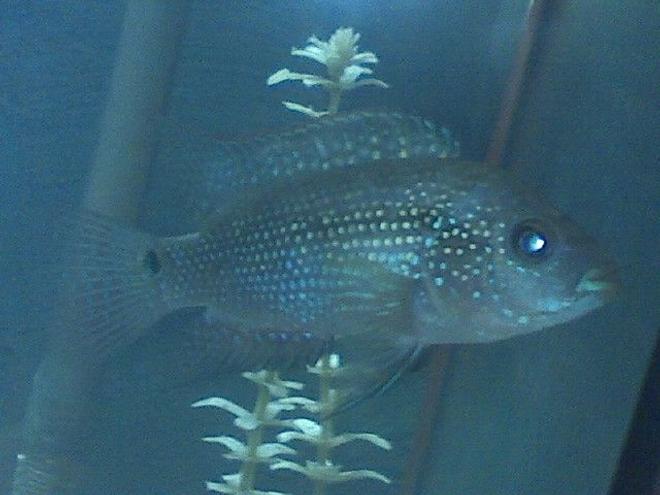 freshwater fish - nandopsis octofasciatum - jack dempsey stocking in 75 gallons tank - Jack Dempsy