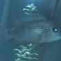 freshwater fish - nandopsis octofasciatum - jack dempsey stocking in 75 gallons tank - Jack Dempsy