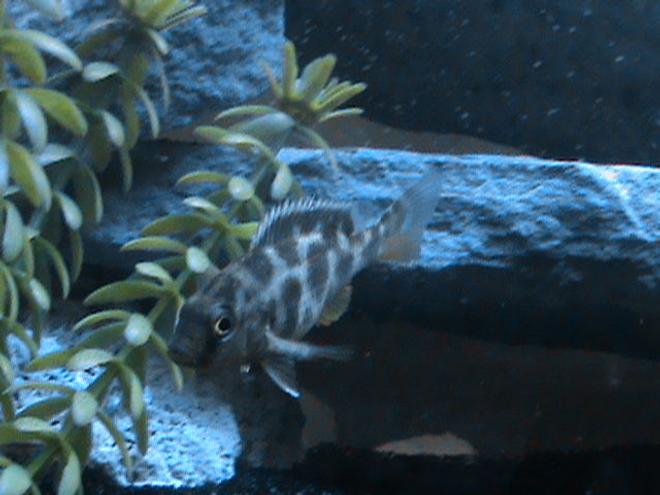 freshwater fish - nimbochromis venustus - venustus cichlid stocking in 29 gallons tank - Venustus Chiclid. in my new chiclid tank.