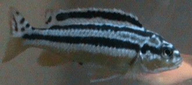 freshwater fish - melanochromis auratus - auratus cichlid stocking in 29 gallons tank - yellow Chipokae Chiclid. in my new chiclid tank.