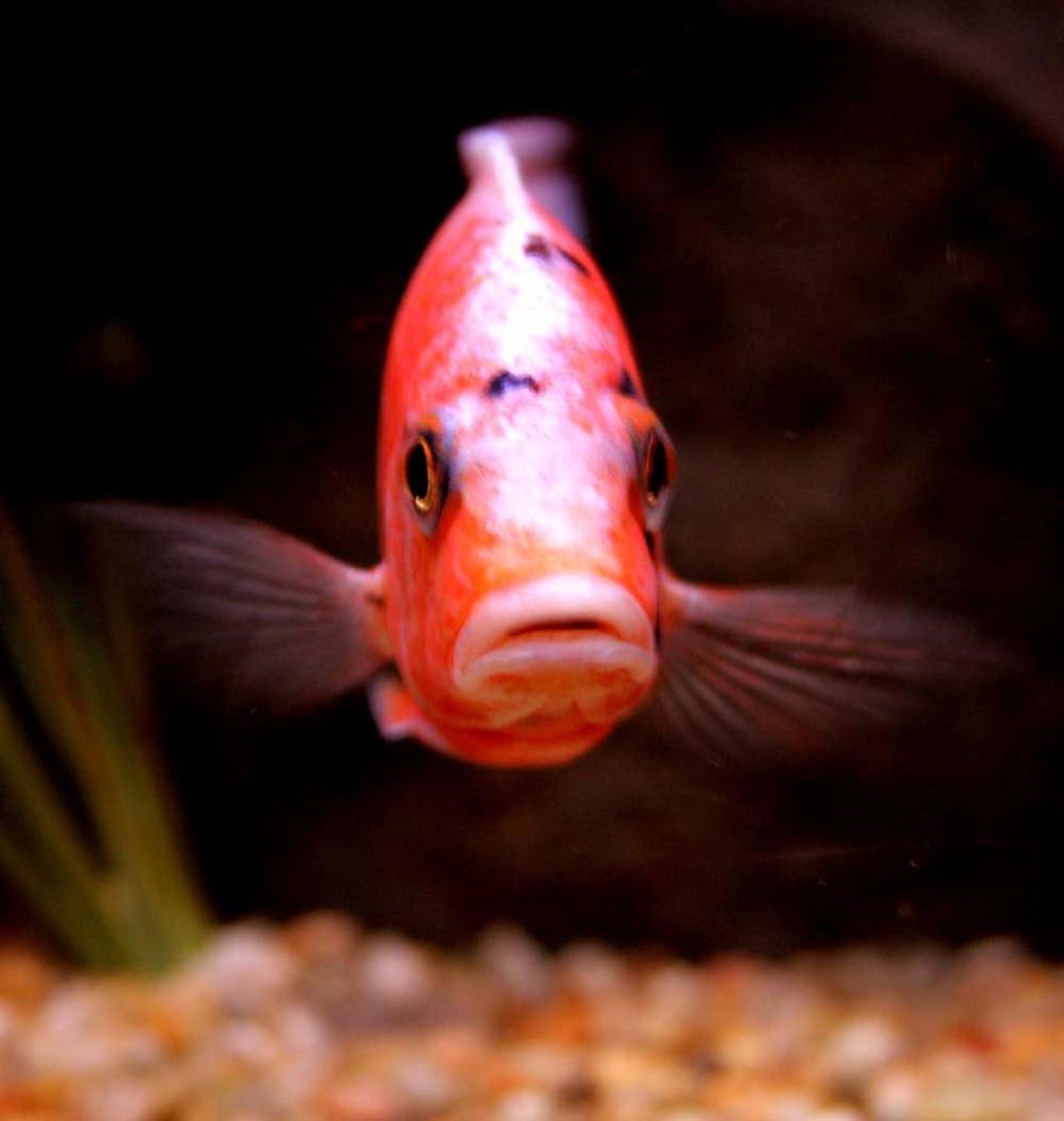 freshwater fish - aulonocara nyassae var. - peacock cichlid, orange blossom stocking in 90 gallons tank - OB hybrid peacock....very curious