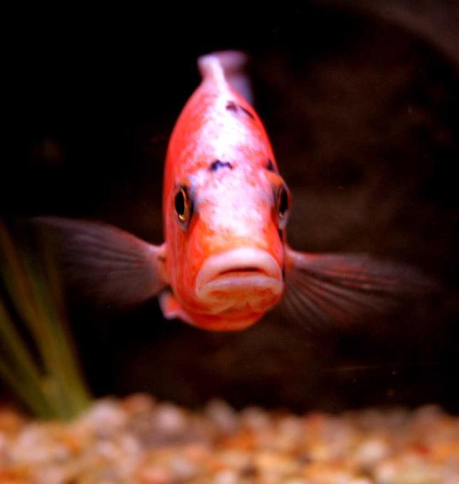 freshwater fish - aulonocara nyassae var. - peacock cichlid, orange blossom stocking in 90 gallons tank - OB hybrid peacock....very curious