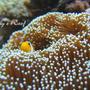 corals inverts - euphyllia glabrescens - torch coral stocking in 100 gallons tank - ocellaris