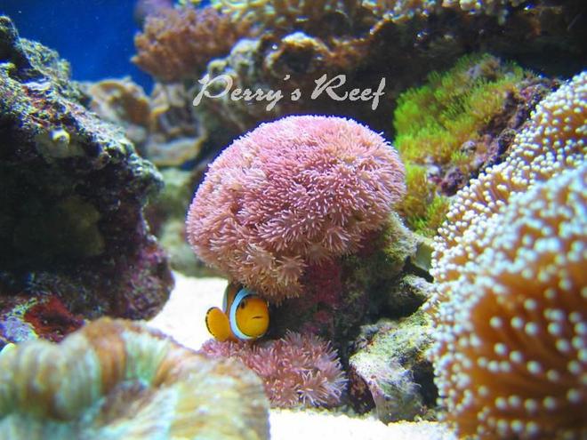 saltwater fish - amphiprion ocellaris - ocellaris clownfish stocking in 100 gallons tank - ocellaris2