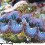 corals inverts - tridacna maxima - maxima clam - super colored stocking in 100 gallons tank - tridacna