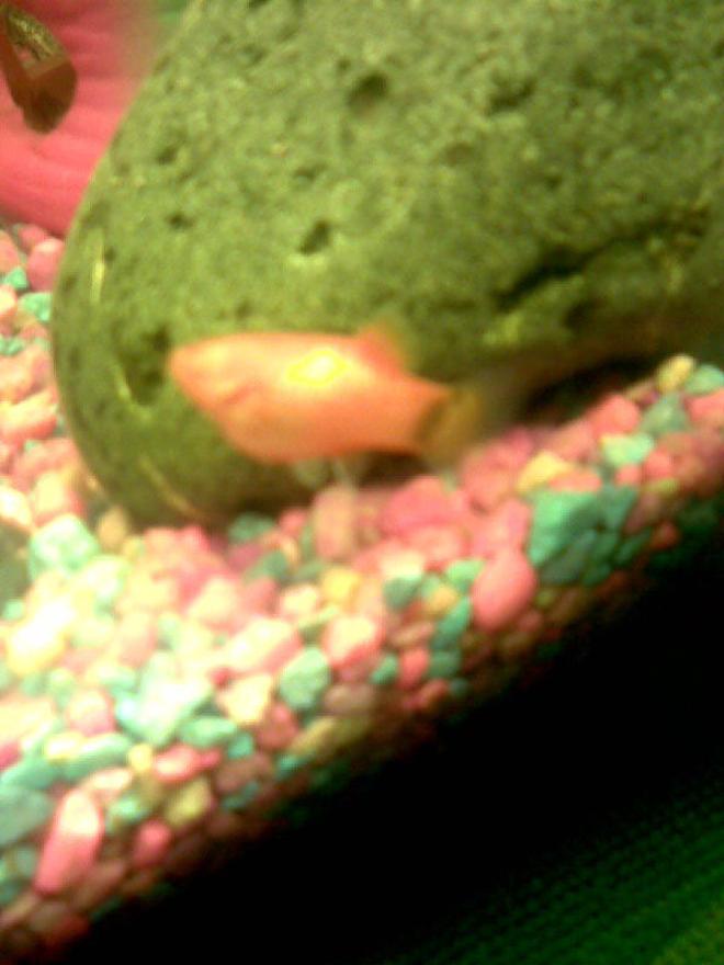 freshwater fish - xiphophorus maculatus - mickey mouse platy stocking in 125 gallons tank - one-eyed mickey mouse platy