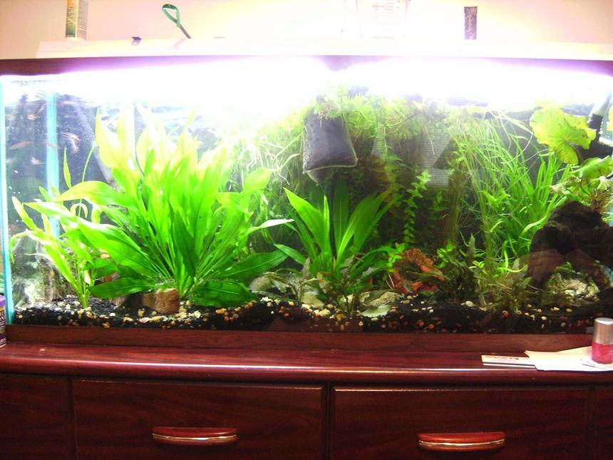 Rated #190: 55 Gallons Planted Tank - My tank from 4 feet away. Sorry about my bad camera and photography skills :)

On the left hand side of the tank  is an amazon sword that has grown to be about 14" tall

Comments welcome!