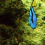 saltwater fish - paracanthurus hepatus - blue tang stocking in 55 gallons tank - My Regal Tang named Zim. My little sister named him.