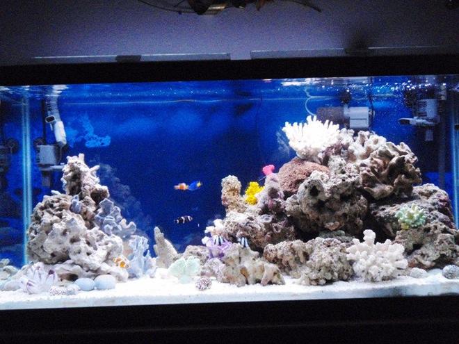 90 gallons reef tank (mostly live coral and fish) - This is my 90G Tank going on almost 2years !!
