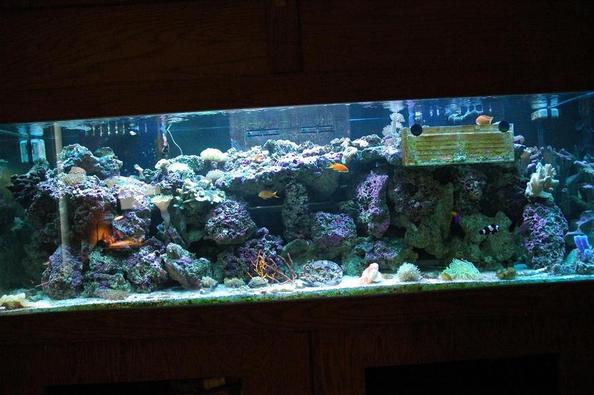 Rated #170: 180 Gallons Reef Tank - .