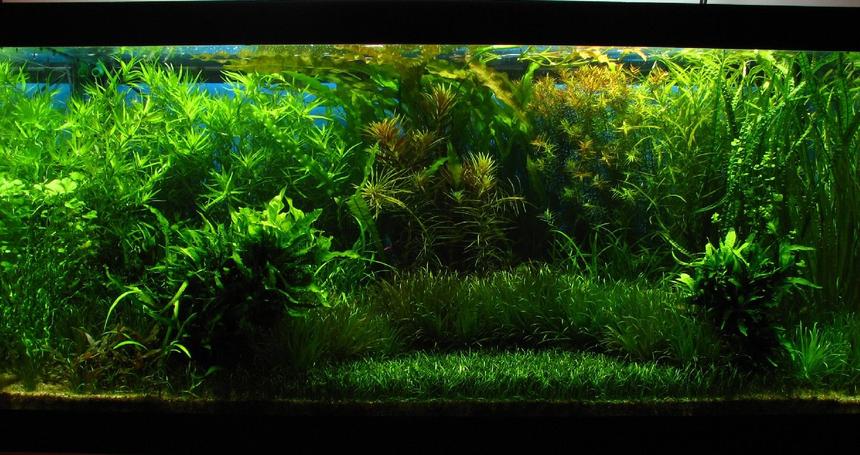 Rated #89: 120 Gallons Planted Tank - My 460l planted tank.
Lighting, 3x150w HQI 6000k, filtration, 2x1200l/h Jebo 809, fertilization Dennerle line. Ph 6.50 with CO2 controller, heating cables with temp controller all by Dennerle. Temperature 26 deg Celsius mantained with a Jebo chiller.