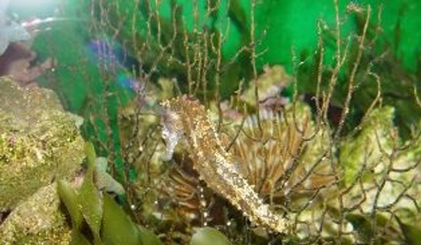 Rated #64: Corals Inverts Stocking In 65 Gallons Tank - Jade
5 months